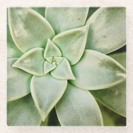 Dessous-de-verre En Verre Ressort Succulent (Devant)