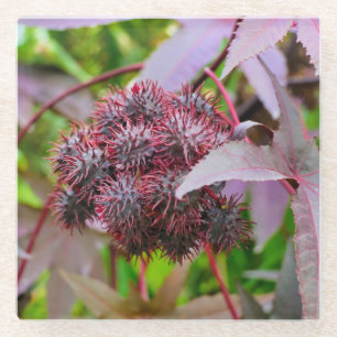 Dessous-de-verre En Verre Ricinus communis