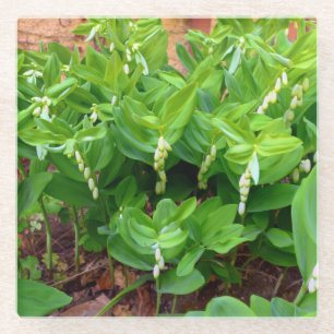 Dessous-de-verre En Verre Sceau Solomons