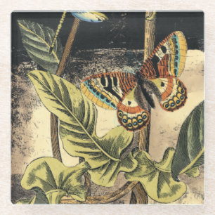 Dessous-de-verre En Verre Scène foncée de nature par le studio de vision