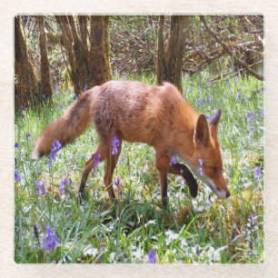 Dessous-de-verre En Verre Scène paisible de la forêt avec renard roux et fle