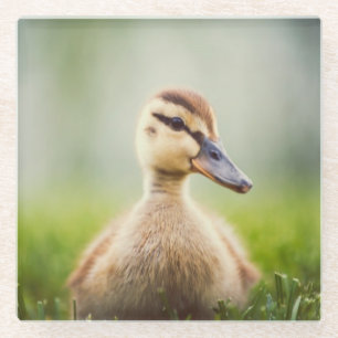 Dessous-de-verre En Verre Se pencher de Mallard de bébé