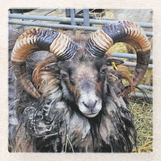 DESSOUS-DE-VERRE EN VERRE SHEEP (Devant)