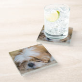 Dessous-de-verre En Verre Shih Tzu (Incliné)