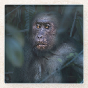 Dessous-de-verre En Verre Singe dans la jungle