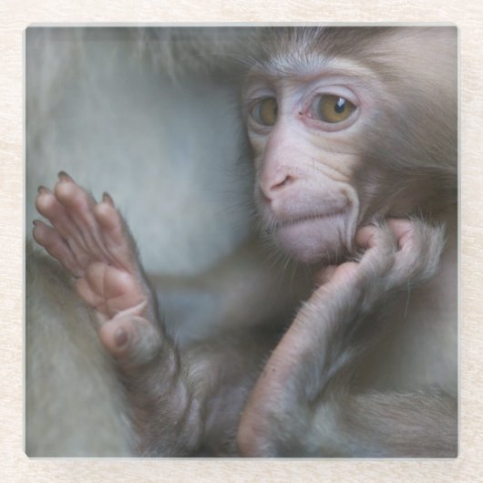 Dessous-de-verre En Verre Singe de bébé (Devant)