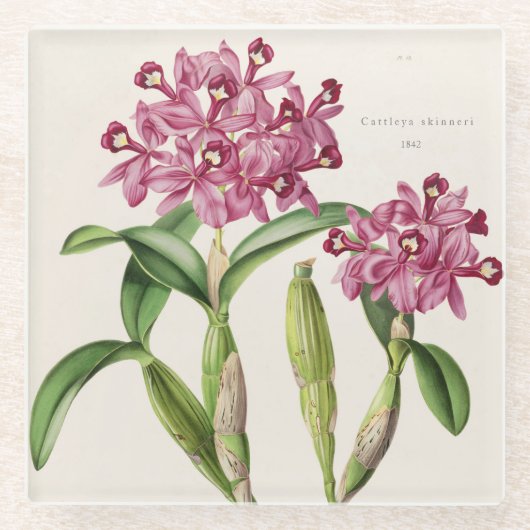 Dessous-de-verre En Verre Skinneri de Cattleya par Bateman Orchid Imprimer (Devant)