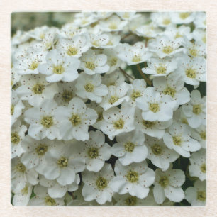Dessous-de-verre En Verre Spirea Arguta