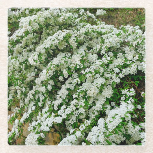 Dessous-de-verre En Verre Spirea Arguta (Devant)