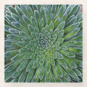 Dessous-de-verre En Verre Succulent plante du désert