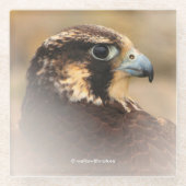 Dessous-de-verre En Verre Superbe profil Vigné d'un faucon pèlerin (Devant)