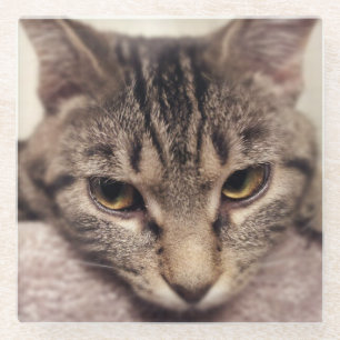 Dessous-de-verre En Verre Tabby Cat-Instagram par Shirley Taylor