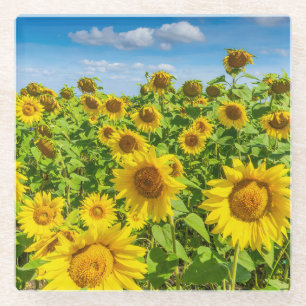 Dessous-de-verre En Verre Terrain de tournesol, ensoleillé l'été.