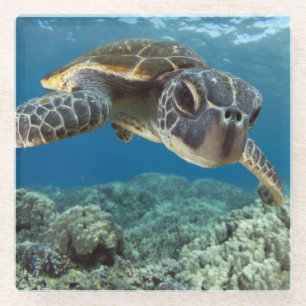 Dessous-de-verre En Verre Tortue de mer verte hawaïenne