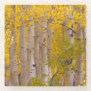 Dessous-de-verre En Verre Trembles d'automne dans le col de Kebler au Colora