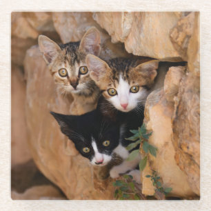 Dessous-de-verre En Verre Trois Cute Curieux Chat Kittens Photo, Table-Décor