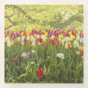 Dessous-de-verre En Verre Tulipes colorées dans un parc