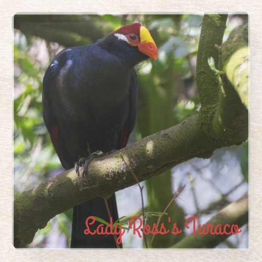 Dessous-de-verre En Verre Turaco de Lady Ross (Devant)