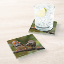 Une paire de coquins Zebra Finches Songbirds