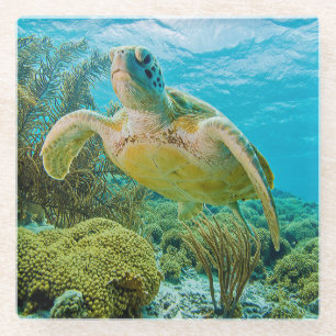 Dessous-de-verre En Verre Une tortue verte sur les récifs peu profonds de