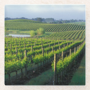 Dessous-de-verre En Verre Vignes en rangées nettes dans le Napa en Californi