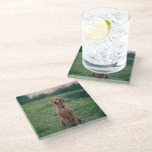 Dessous-de-verre En Verre vizsla assise