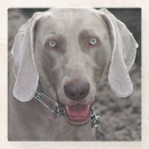 Dessous-de-verre En Verre Weimaraner