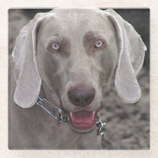Dessous-de-verre En Verre Weimaraner (Devant)