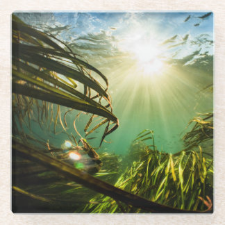 Dessous-de-verre En Verre Zizania Texana