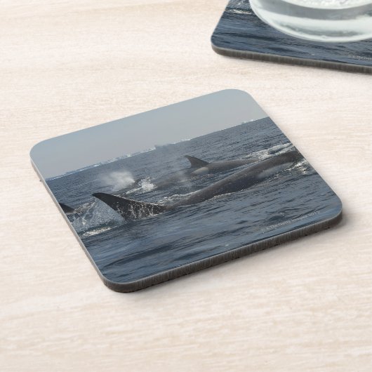 Dessous-de-verre épaulard (Côté gauche)