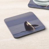 Dessous-de-verre Épaulard émergeant (Orque orcinus) près de (Côté gauche)