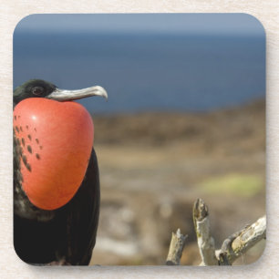 Dessous-de-verre Équateur, Galapagos, Île Genovesa. Prince