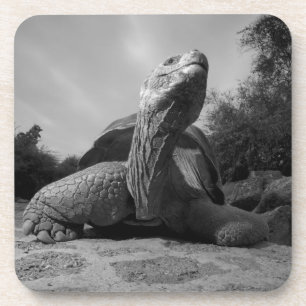 Dessous-de-verre Équateur, Parc national des îles Galapagos, Santa