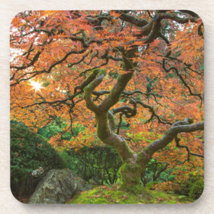 Dessous-de-verre Érable aux jardins japonais en automne