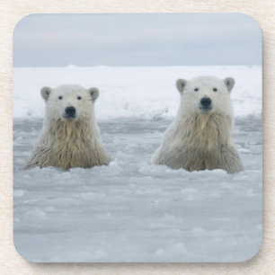Dessous-de-verre États-Unis, Alaska, North Slope, ours polaires