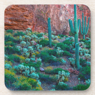 Dessous-de-verre États-Unis, Arizona. Flore du désert