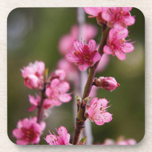 Dessous-de-verre États-Unis, Californie. Fleurs roses sur un arbre