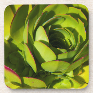 Dessous-de-verre États-Unis, Californie. Gros plan sur une plante d