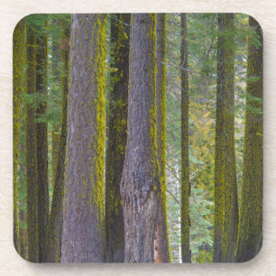 Dessous-de-verre États-Unis, Californie. Troncs d'arbres couverts d