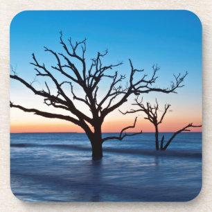 Dessous-de-verre États-Unis, Caroline du Sud, Edisto Island, Botany