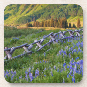 Dessous-de-verre États-Unis, Colorado. Lupins et clôture à rails fe
