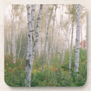 Dessous-de-verre États-Unis, New Hampshire. Bouleaux dans le brouil