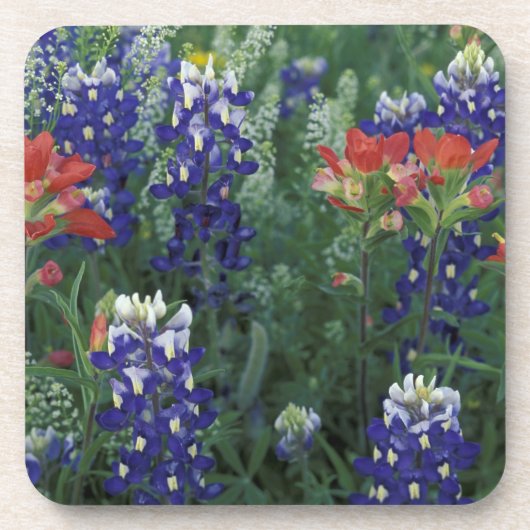 Dessous-de-verre États-Unis, Texas Hill Country. Bluebonnets et (Devant)