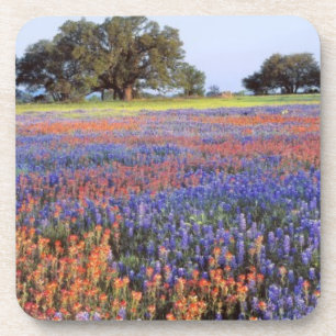 Dessous-de-verre États-Unis, Texas, Llano. Bluebonnets et redbonnet