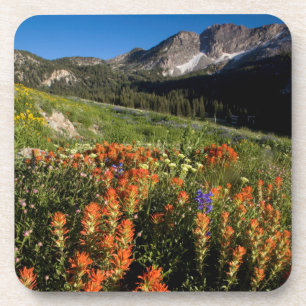 Dessous-de-verre États-Unis, Utah, Forêt nationale d'Uinta-Wasatch-