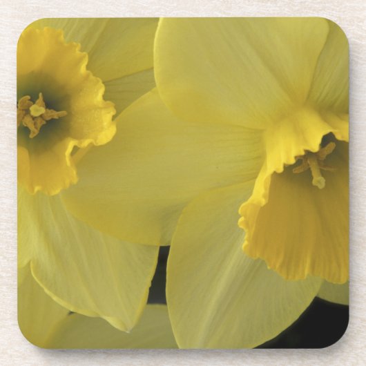 Dessous-de-verre États-Unis, Utah, jonquilles de Cache Valley (Devant)