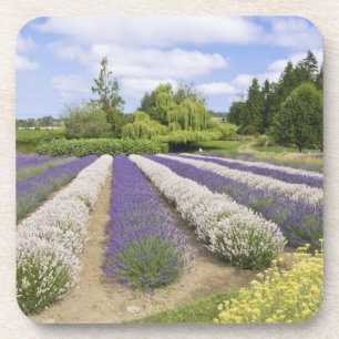 Dessous-de-verre États-Unis, WA, Sequim, Purple Haze Lavender Farm