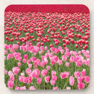 Dessous-de-verre États-Unis, Washington. Champ de tulipes multicolo
