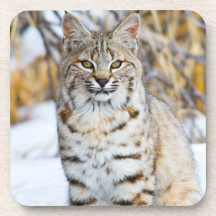 Dessous-de-verre États-Unis, Wyoming, Portrait de Lynx roux