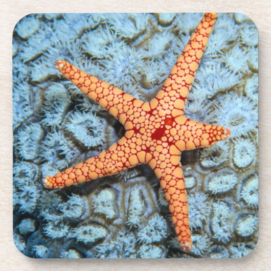 Dessous-de-verre Étoiles de mer sur un corail avec Polips (Devant)